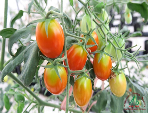 Quy trình trồng cà chua bi trong nhà màng theo hướng an toàn