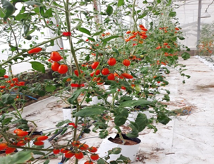 Quy trình trồng cà chua bi trong nhà màng theo hướng an toàn